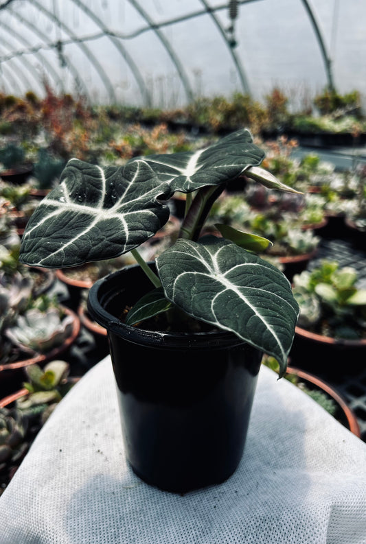 Alocasia