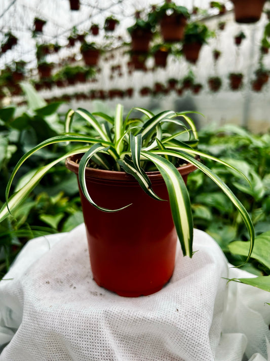 Spider plant--Chlorophytum comosum