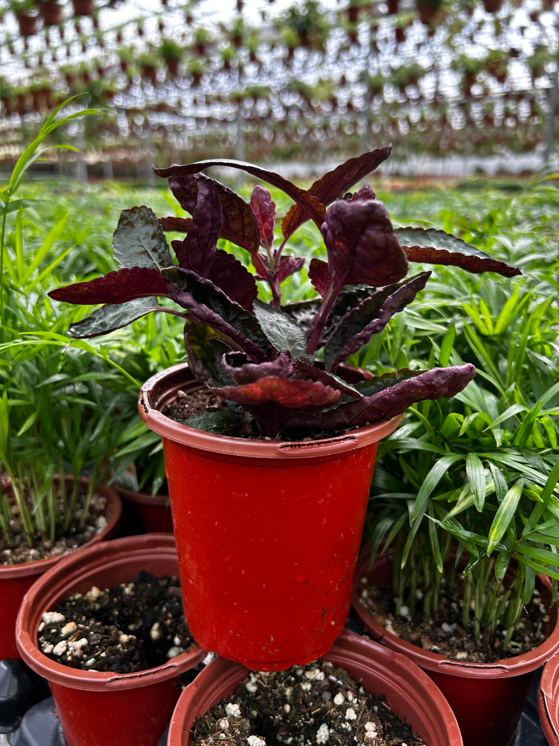 Strobilanthes alternata