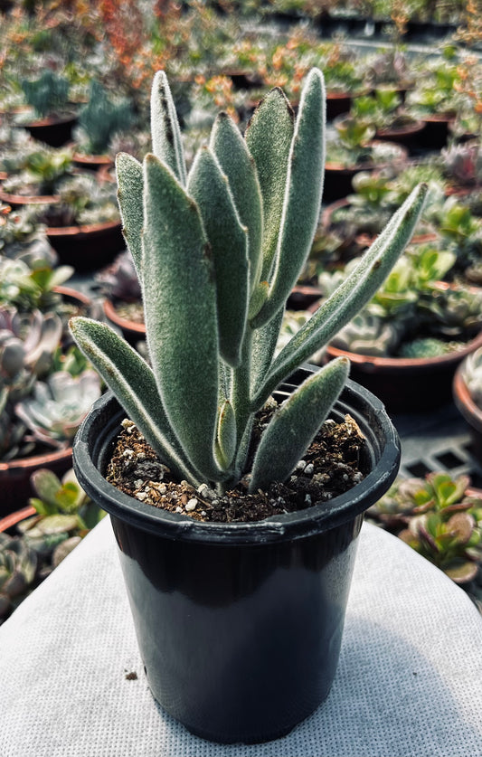 Panda Plant-Kalanchoe tomentosa