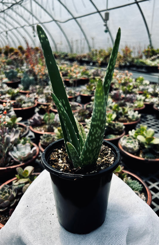 Aloe Vera