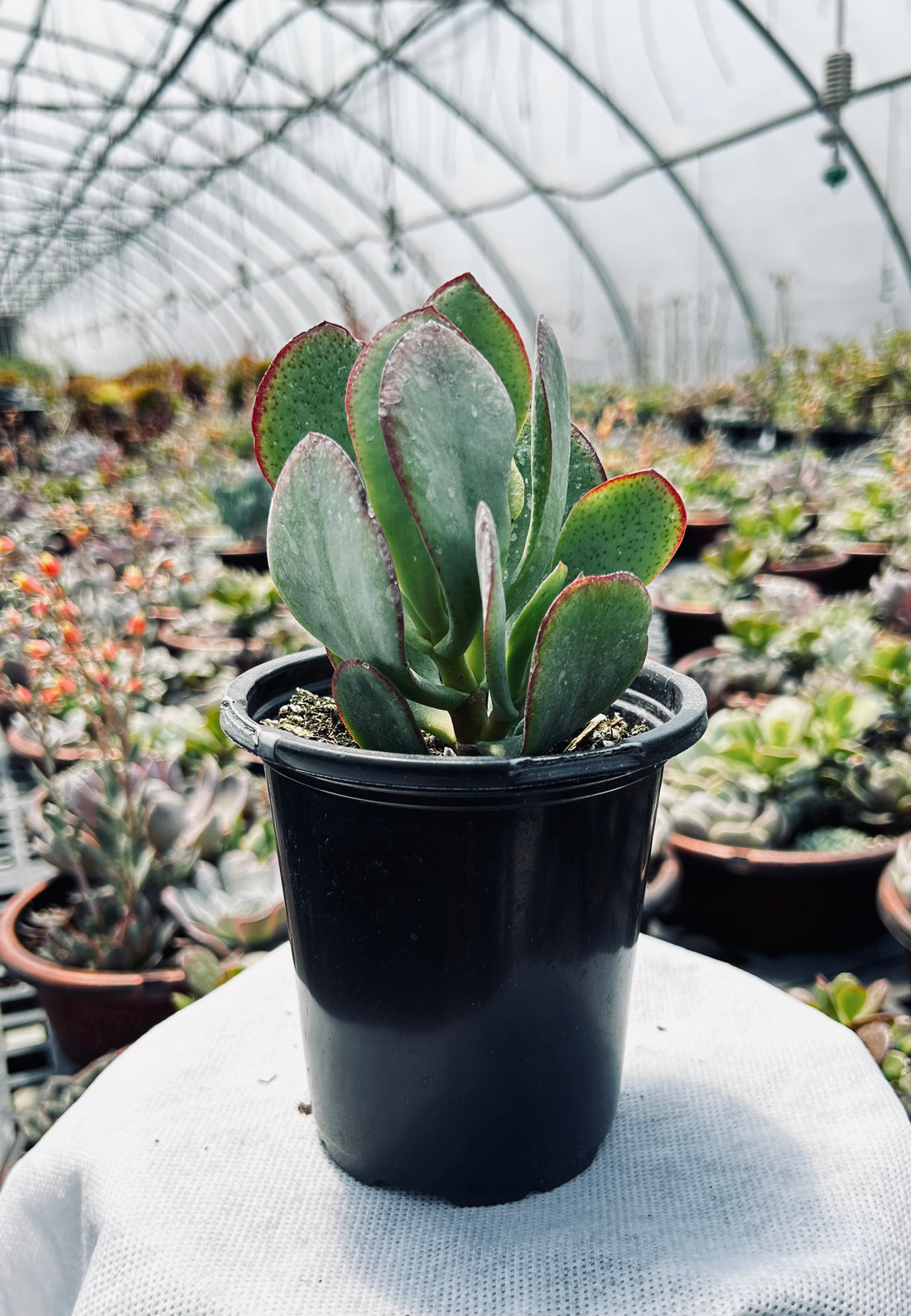 Silver jade-Crassula arborescens