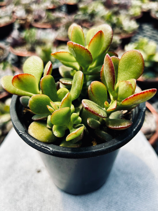 Jade plant -- Crassula ovata