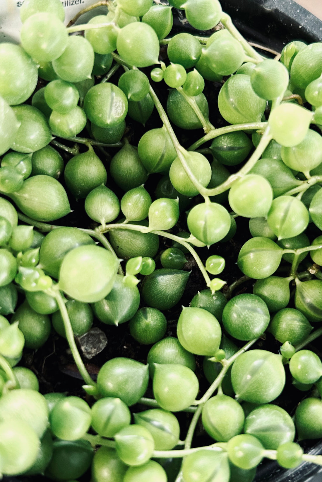 String of Pearls -- Senecio rowleyanus