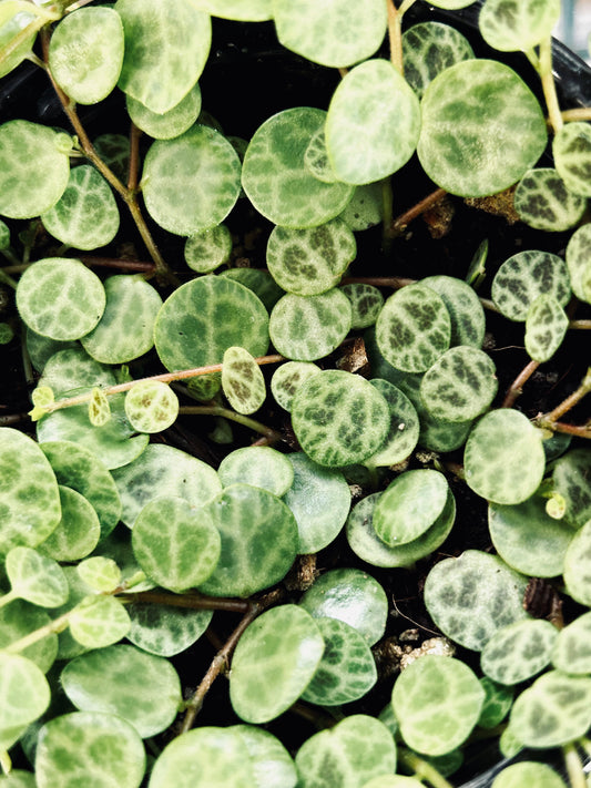 String of Turtles -- Peperomia prostrata