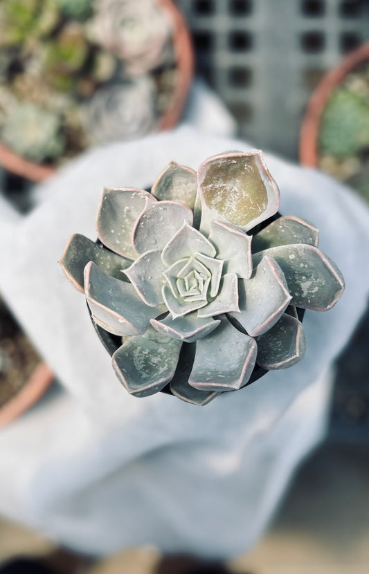 Echeveria desmetiana