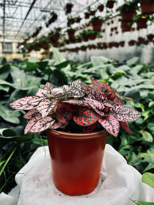 Polka Dot plant--Hypoestes phyllostachya