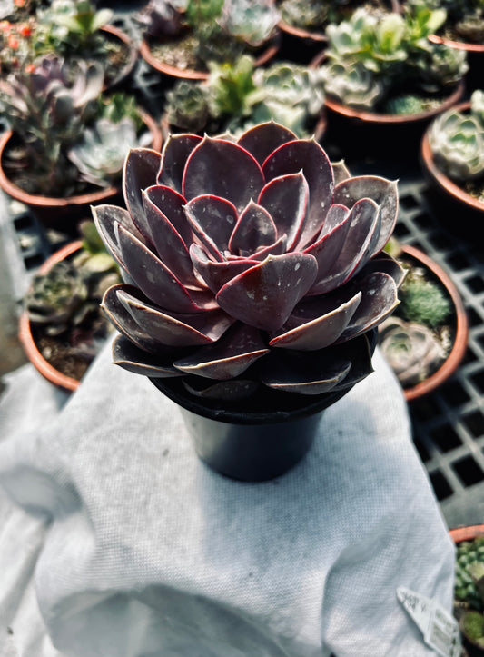 Echeveria -- Purple Pure