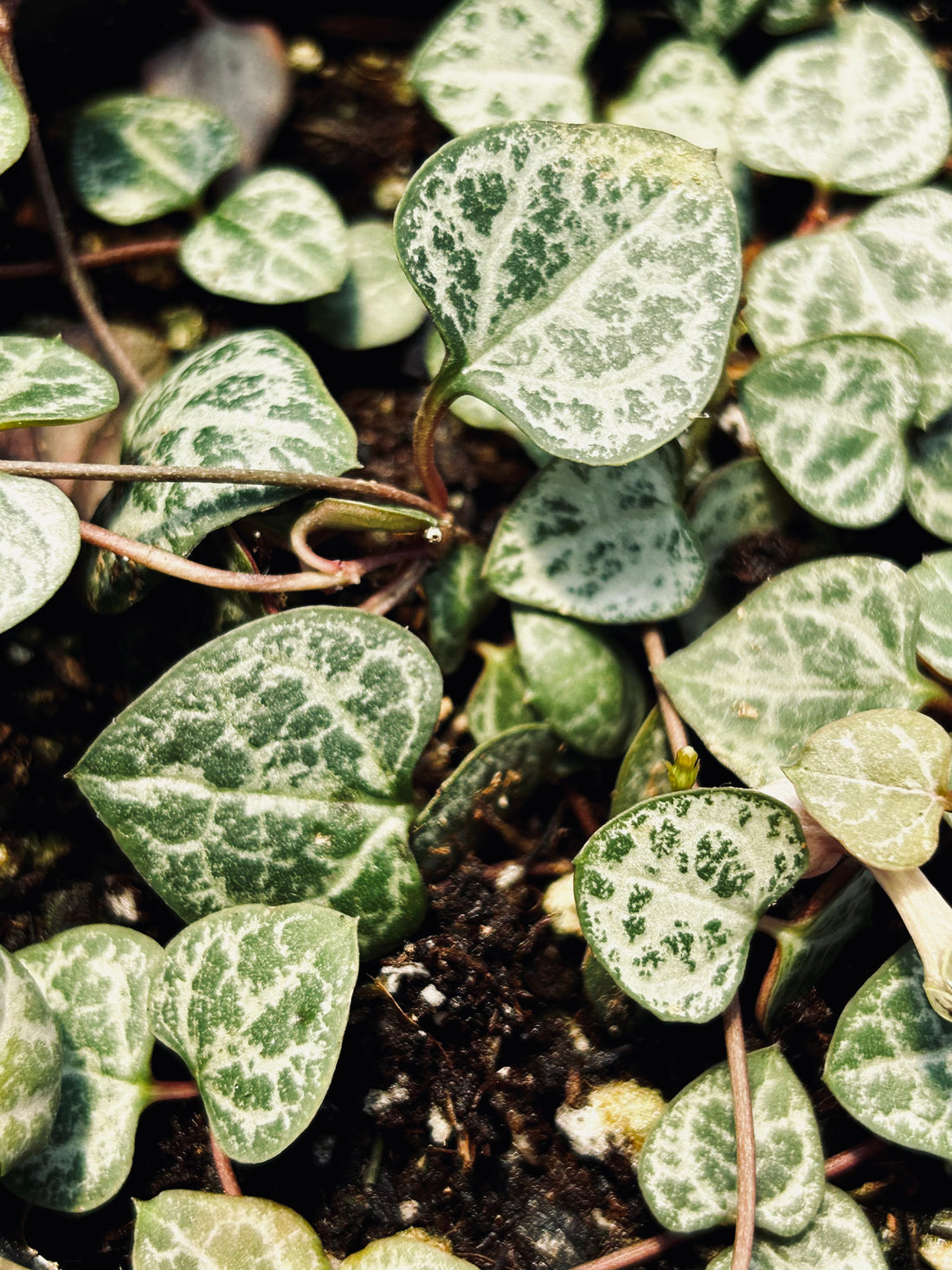 String of Hearts -- Ceropegia woodii