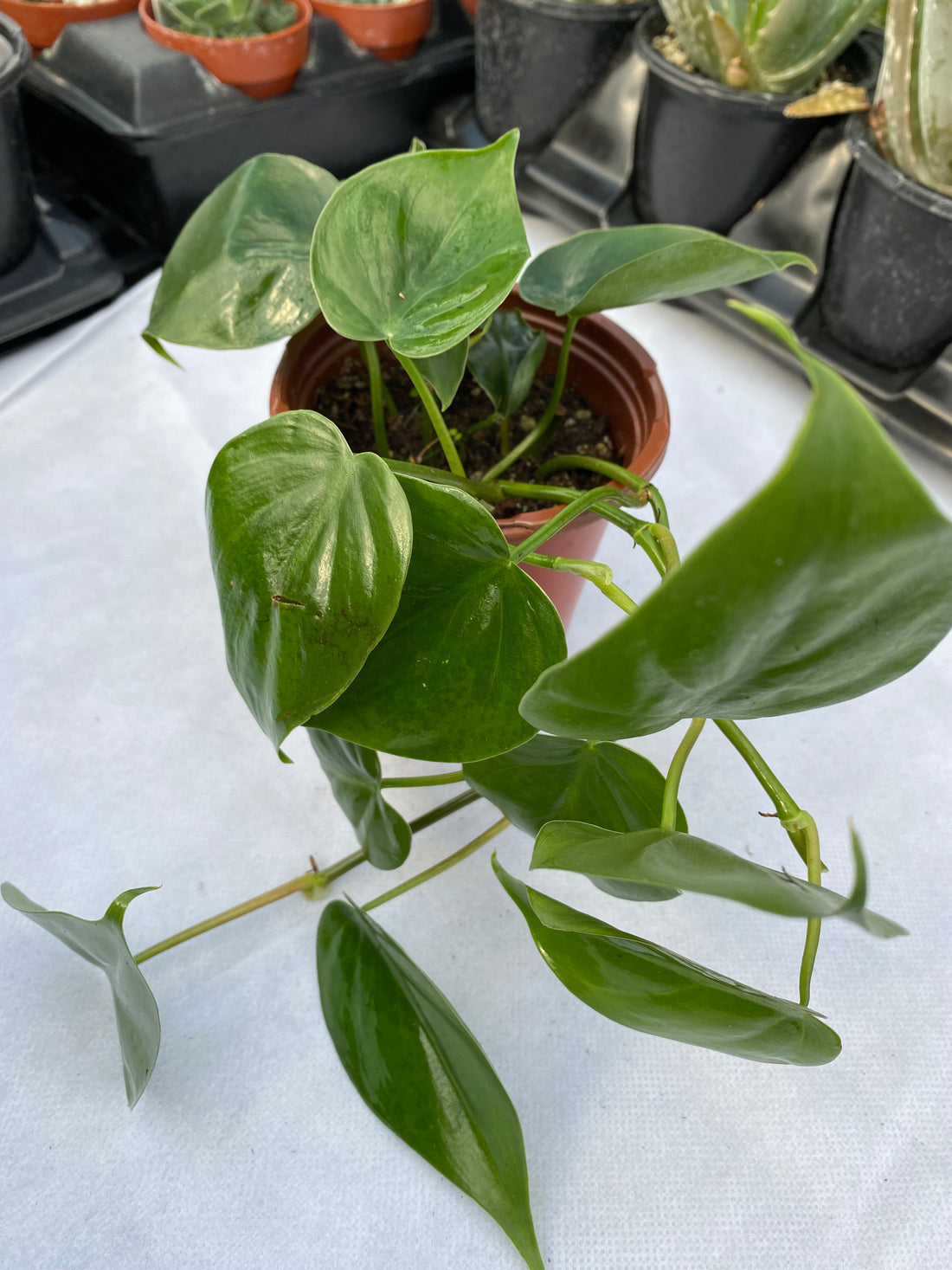 Philodendron cordatum