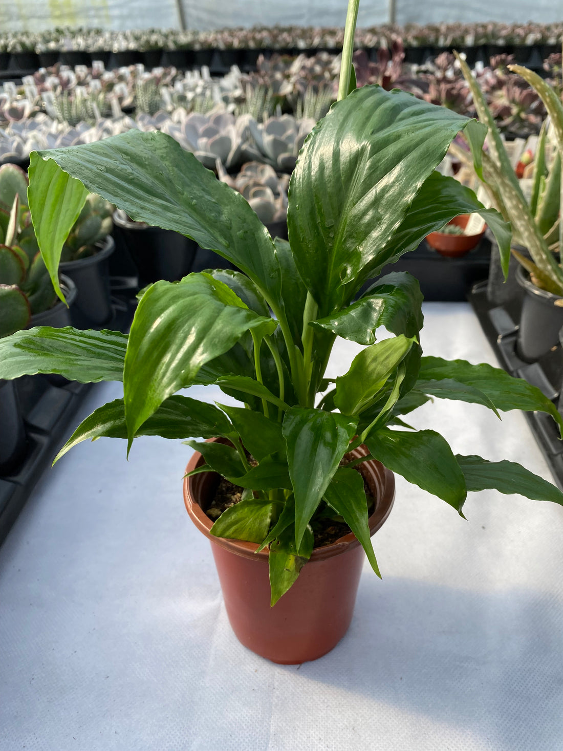 Peace Lily -- Spathiphyllum