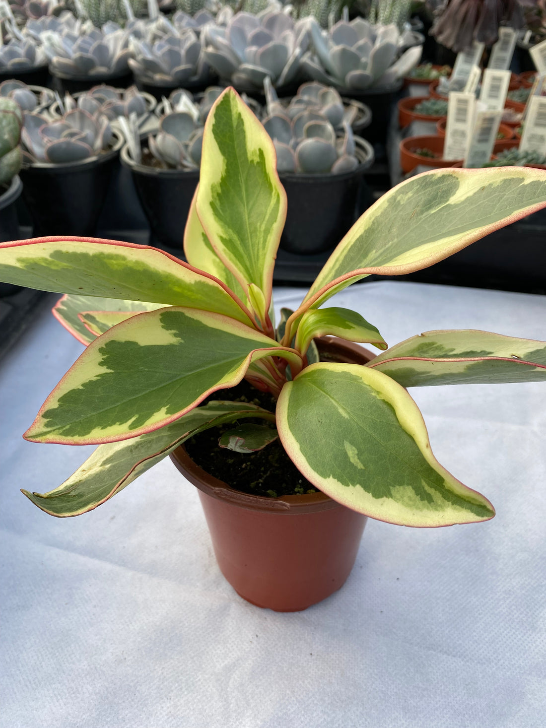 Peperomia Ginny -- Peperomia clusiifolia