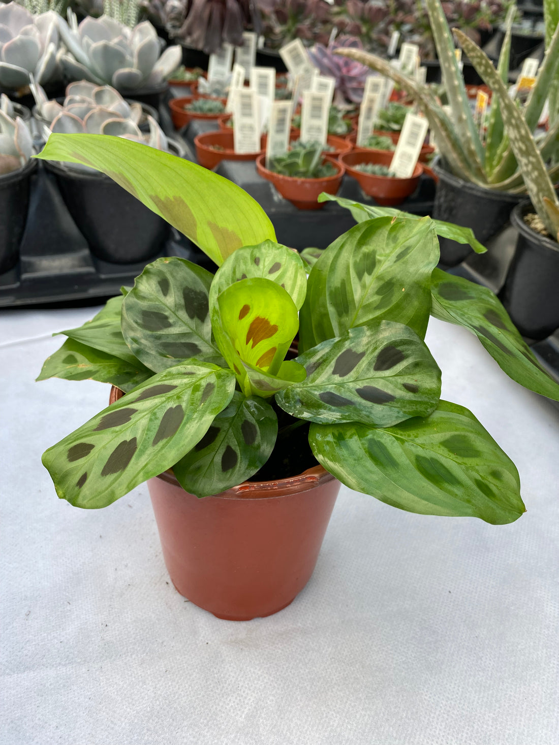 Prayer Plant -- Maranta leuconeura