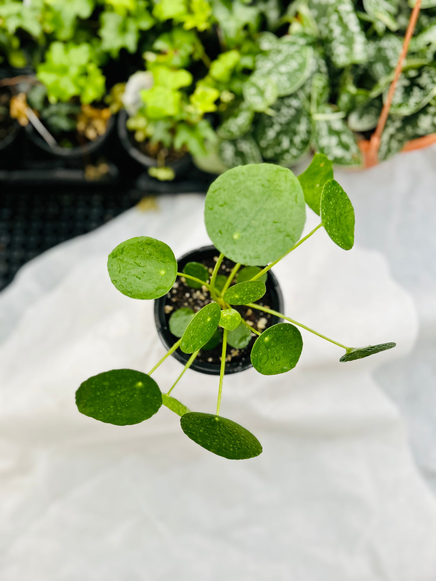 Chinese Money Plant -- Pilea peperomioides