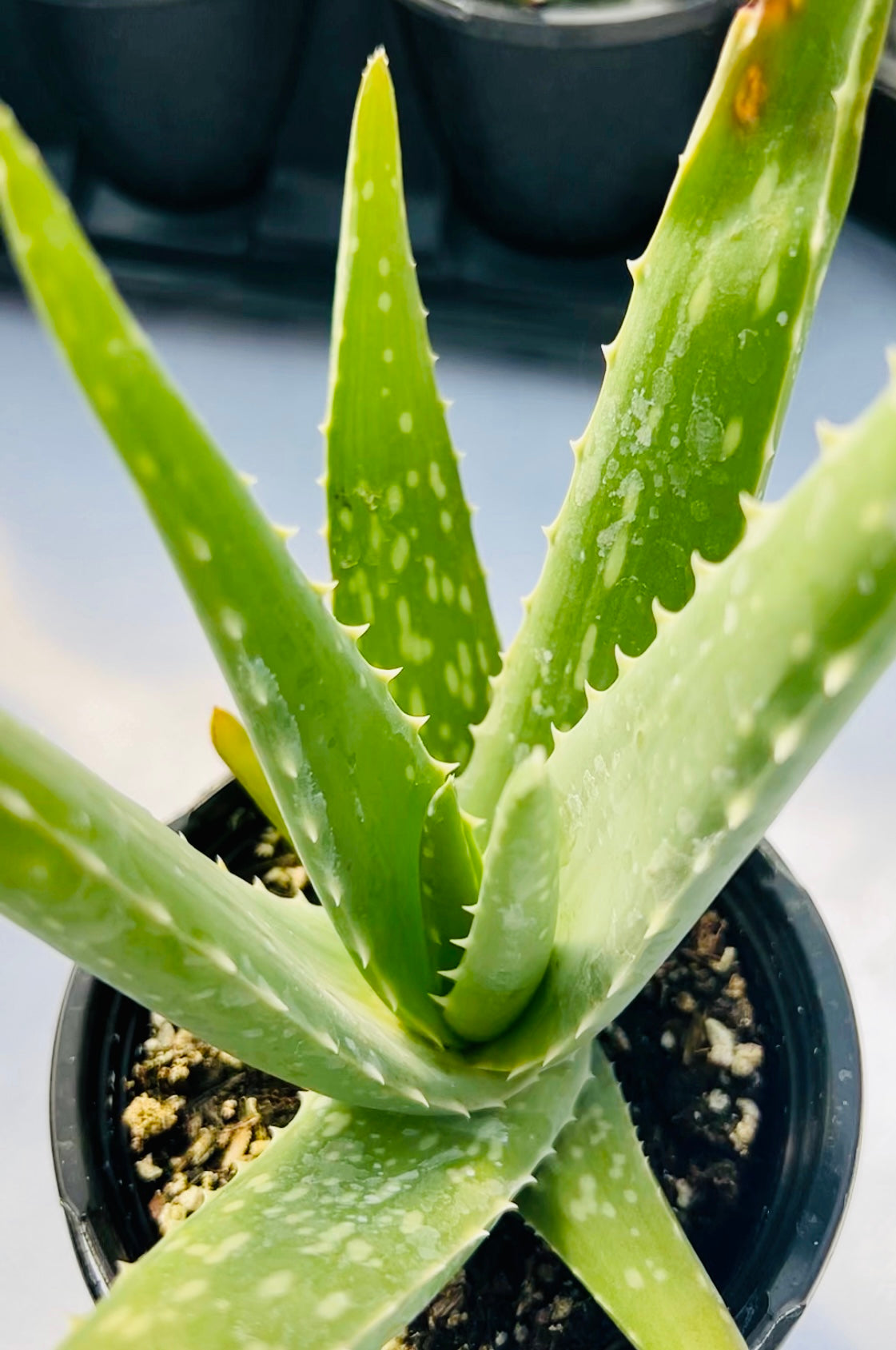 Aloe Vera