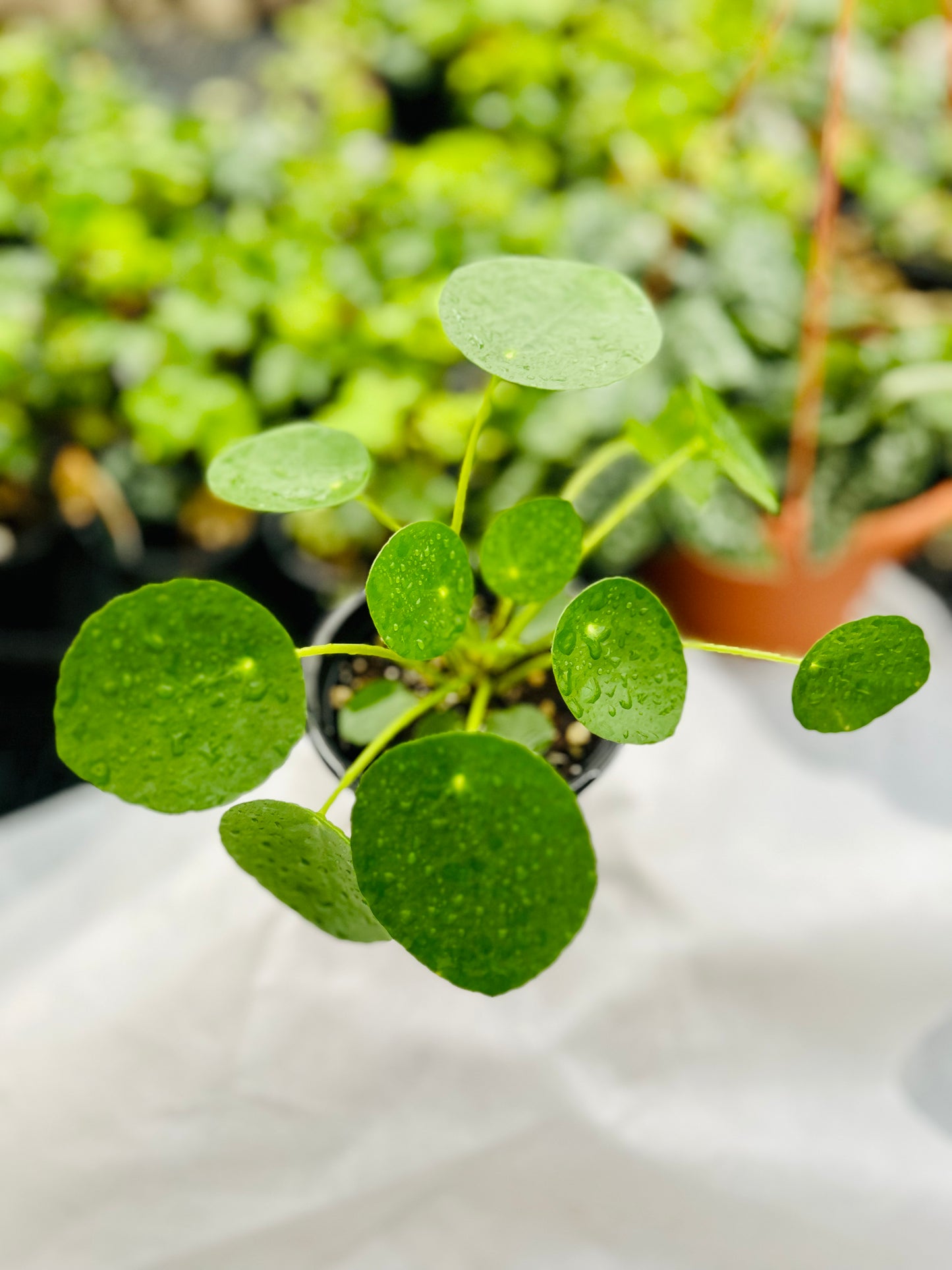 Chinese Money Plant -- Pilea peperomioides