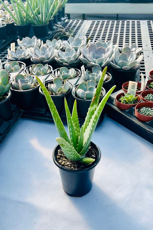 Aloe Vera