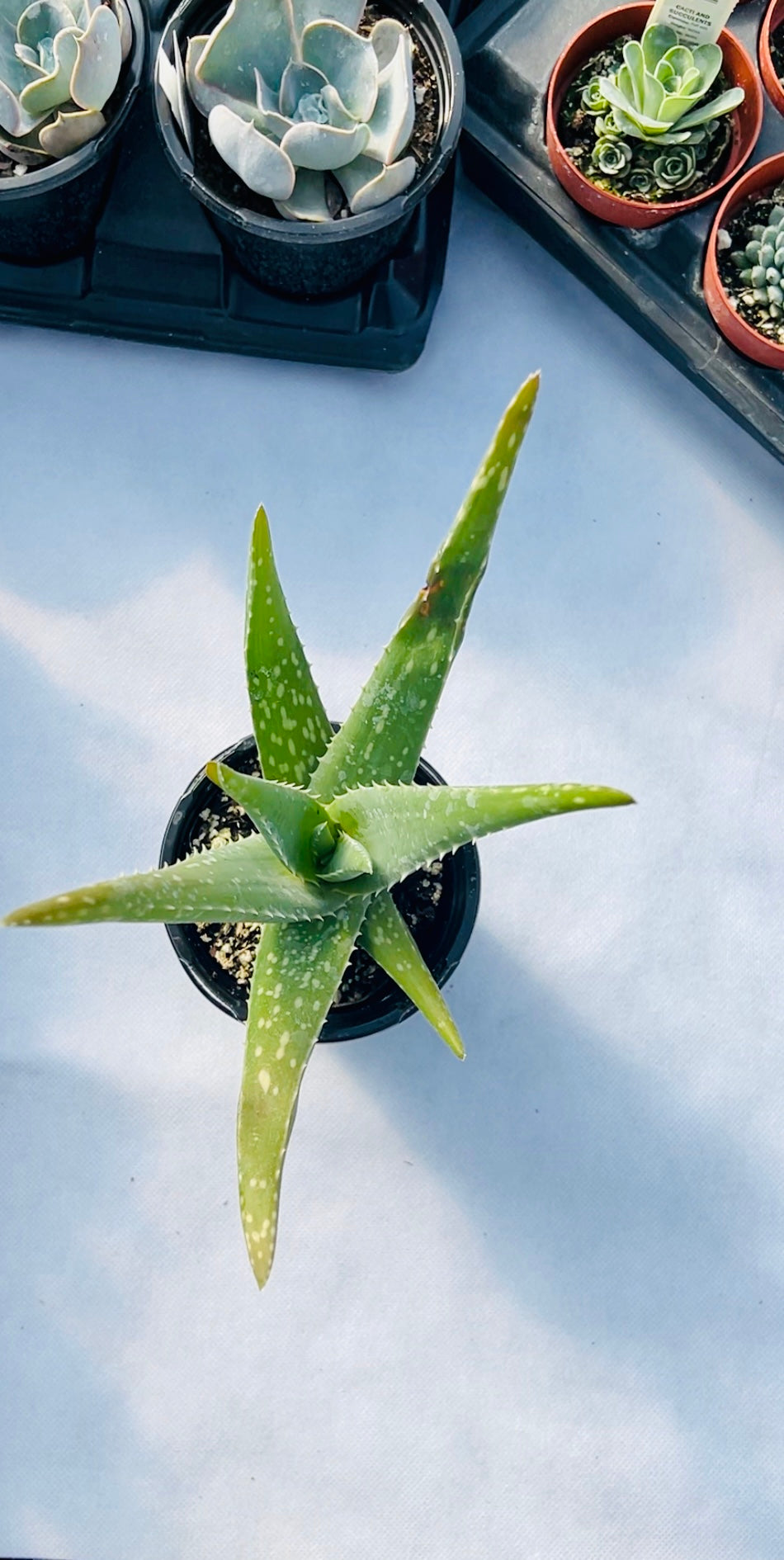 Aloe Vera