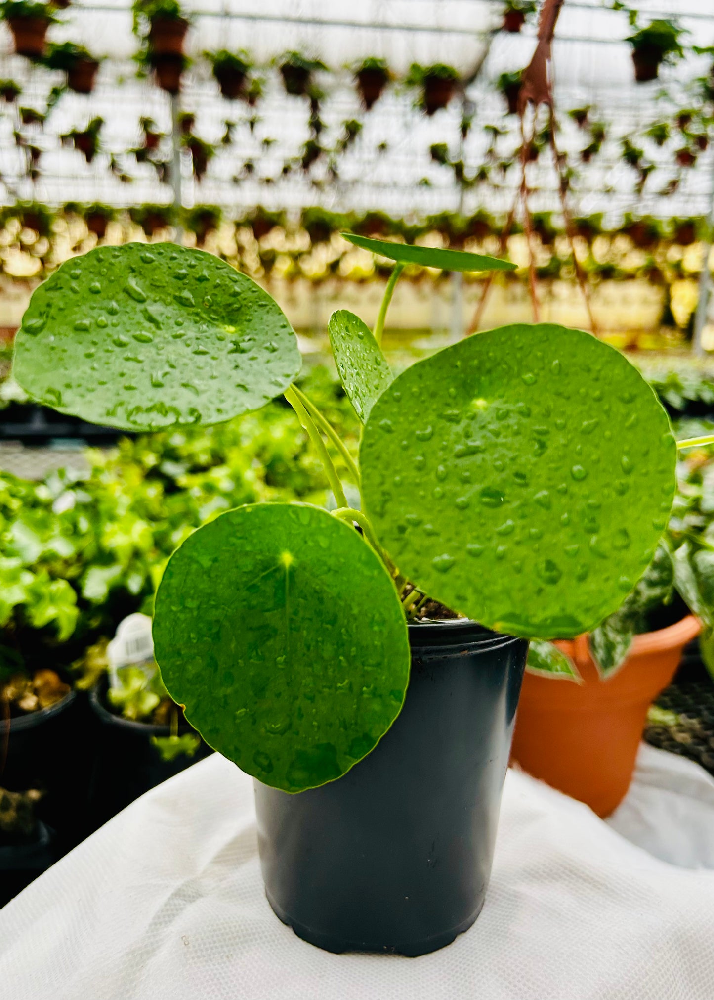 Chinese Money Plant -- Pilea peperomioides