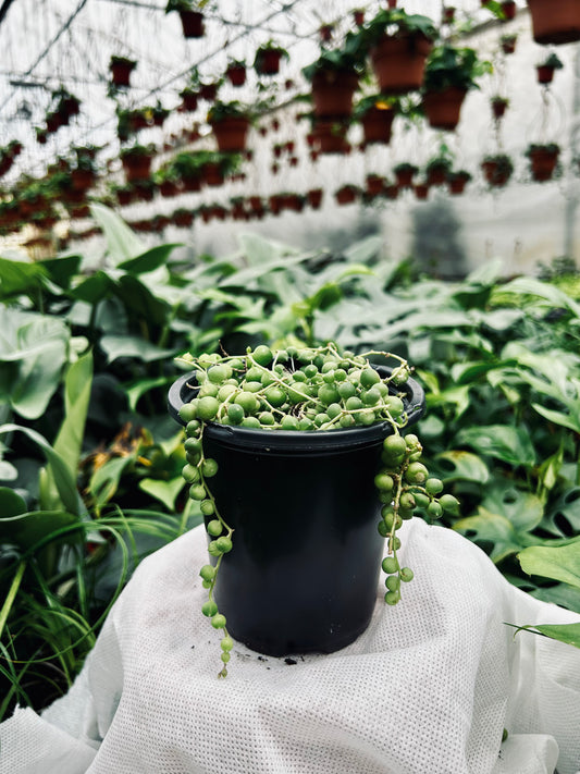 String of Pearls -- Senecio rowleyanus