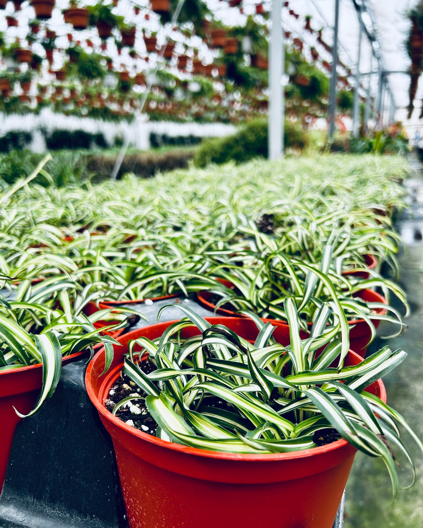 Spider Plant -- Chlorophytum comosum