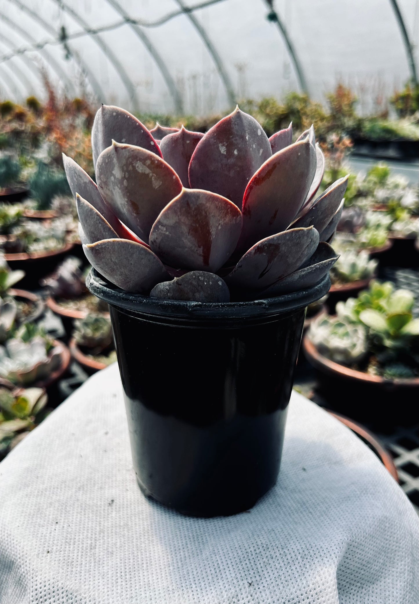 Echeveria