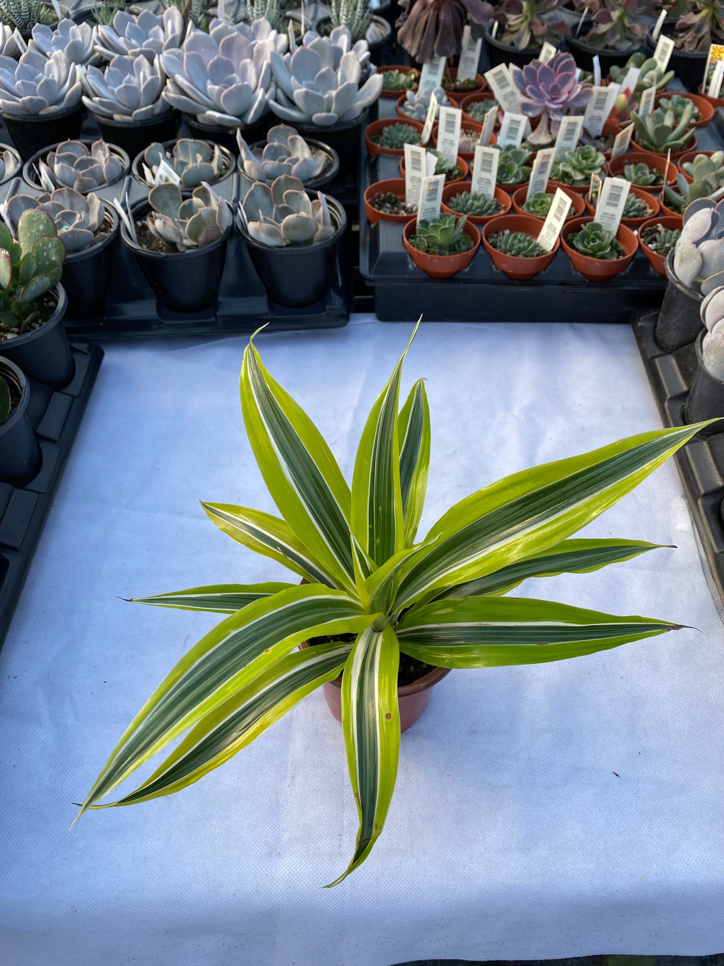 Dracaena