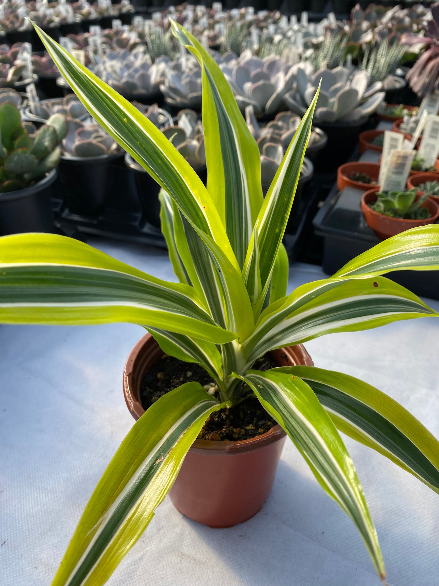 Dracaena