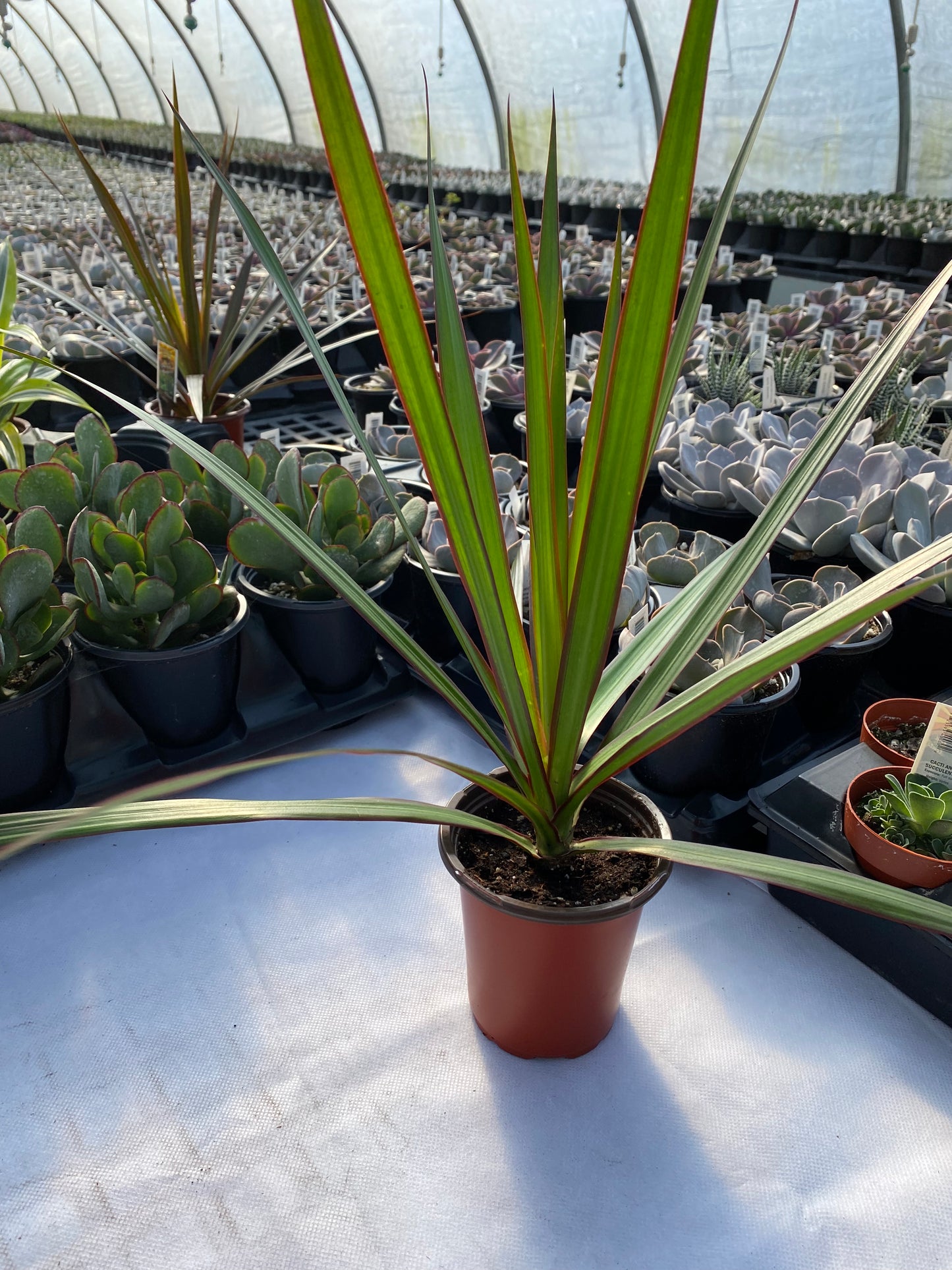 Dracaena