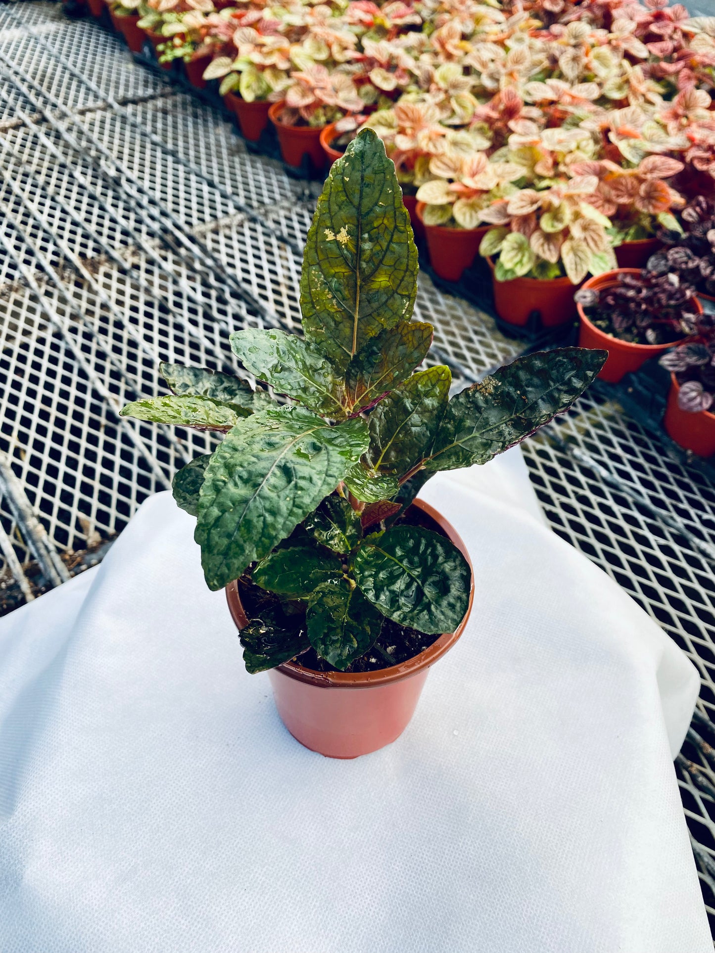 Waffle Plant -- Strobilanthes alternata