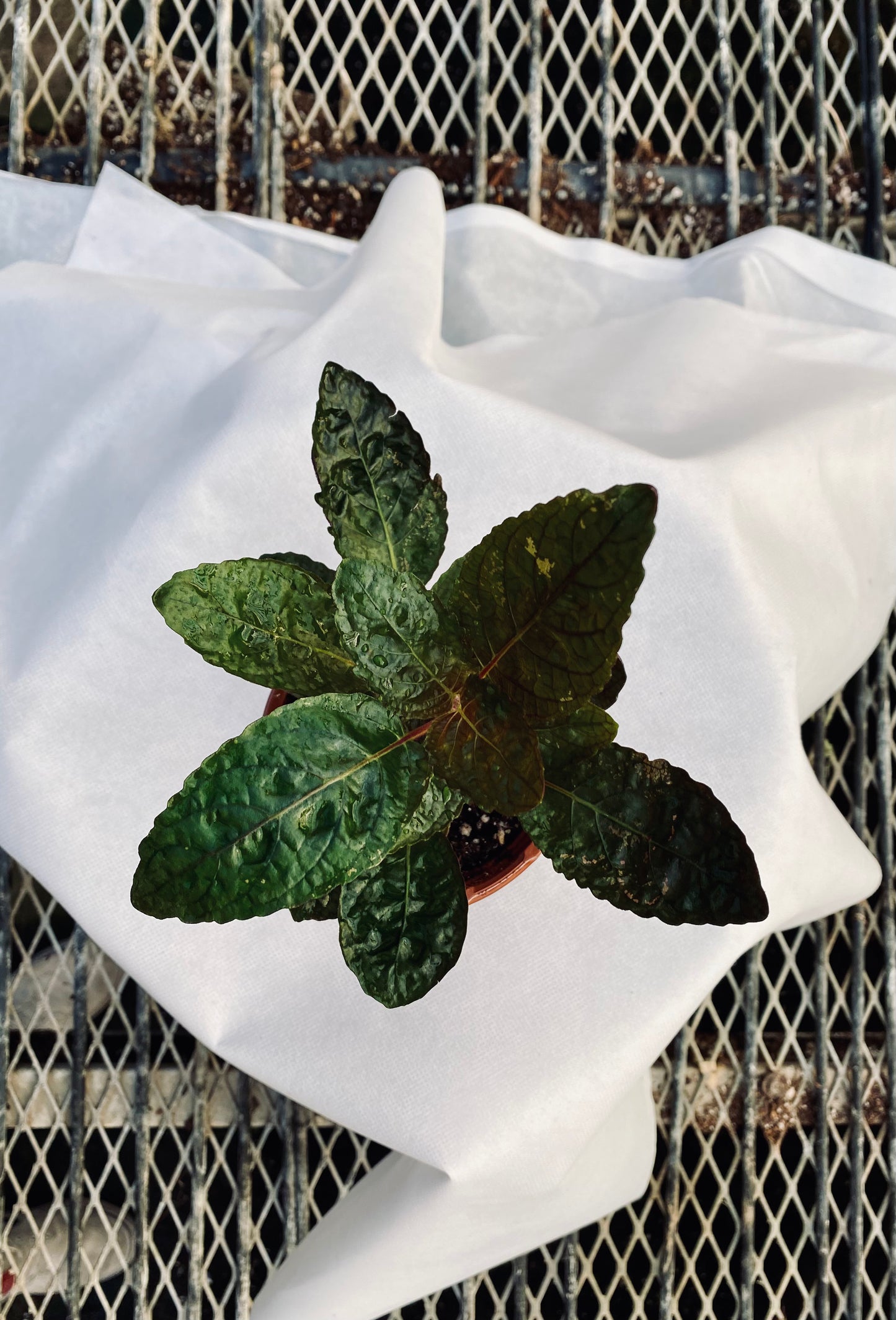 Waffle Plant -- Strobilanthes alternata