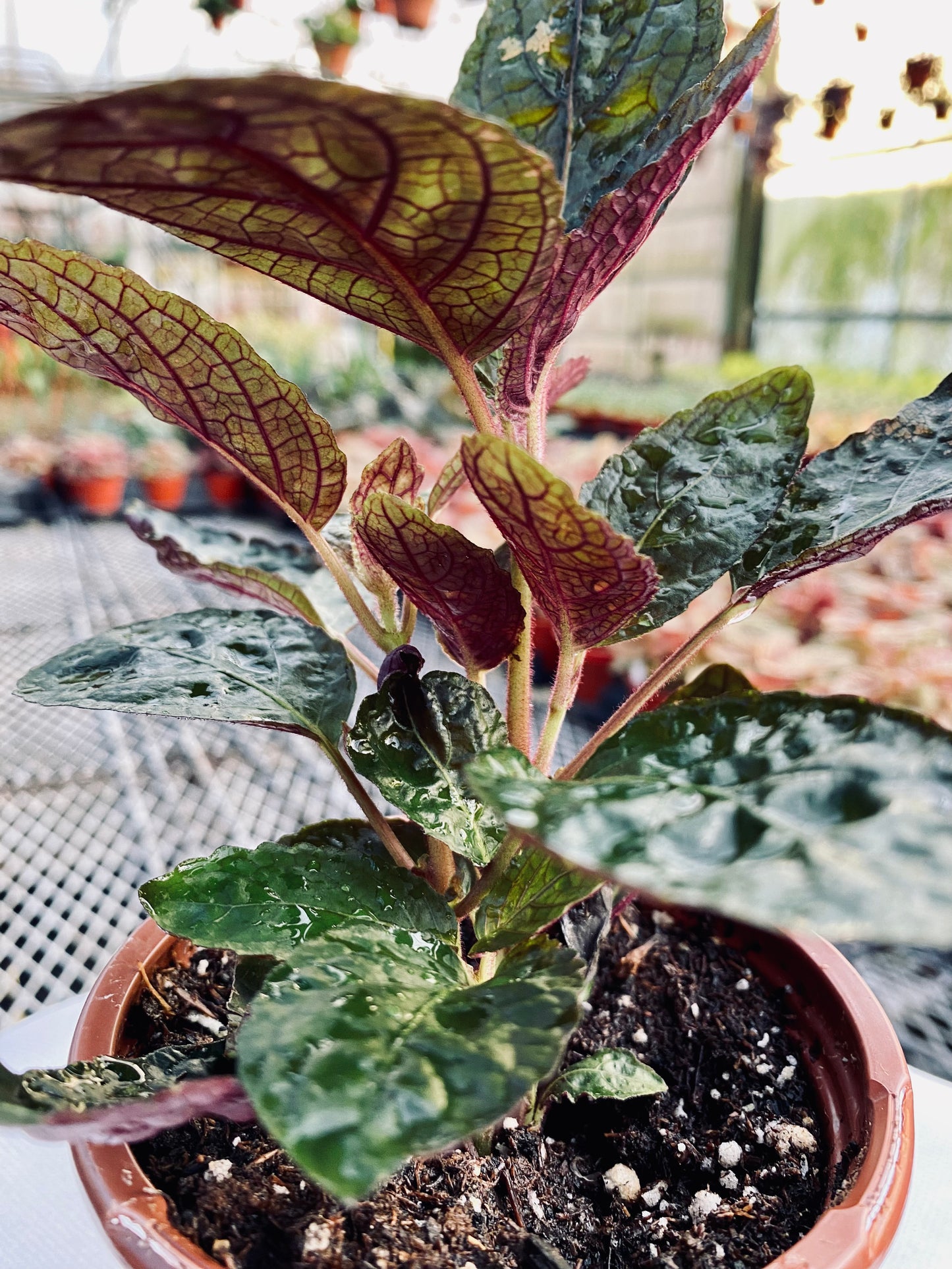 Waffle Plant -- Strobilanthes alternata