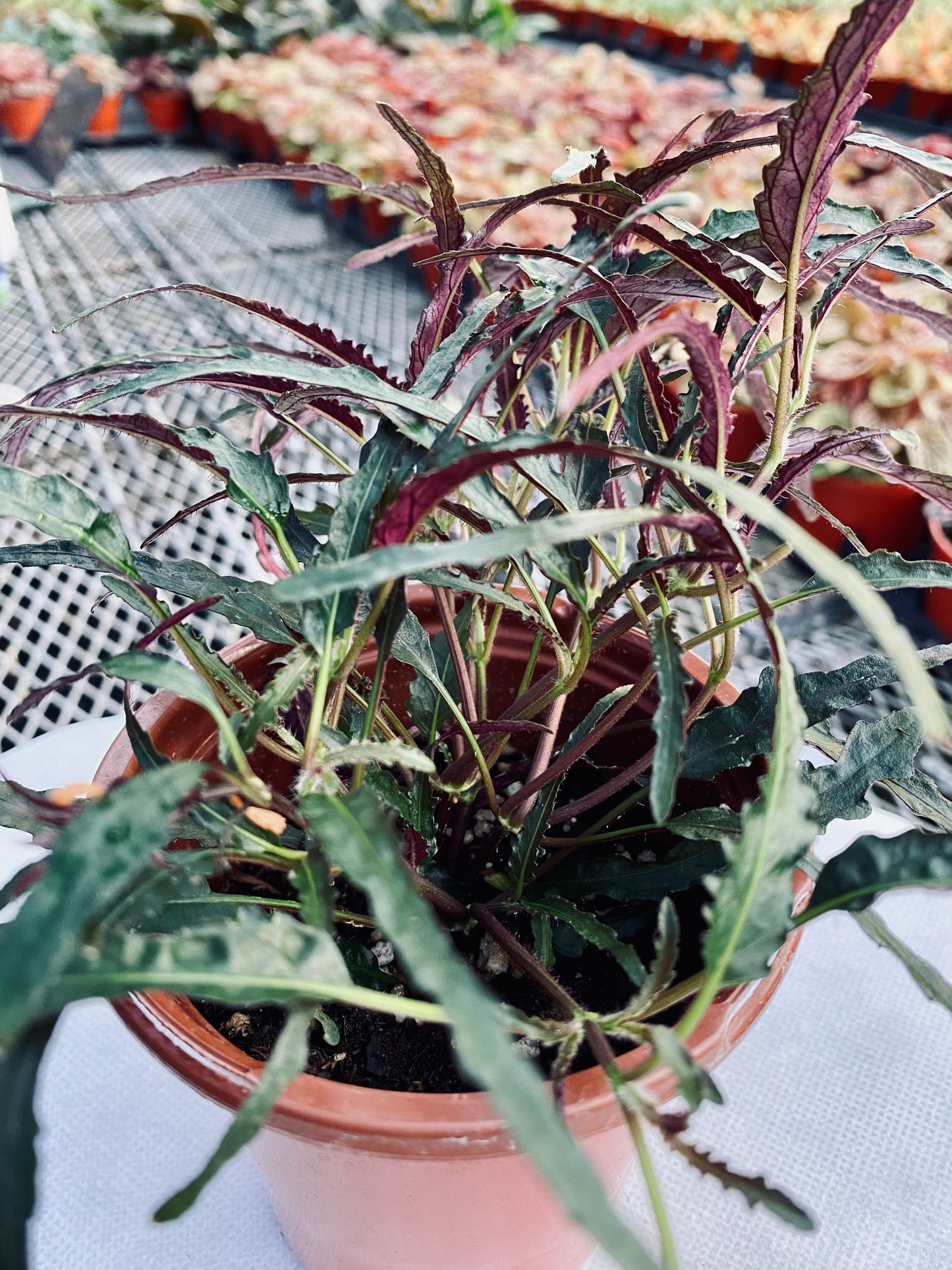 Waffle Plant -- Strobilanthes alternata