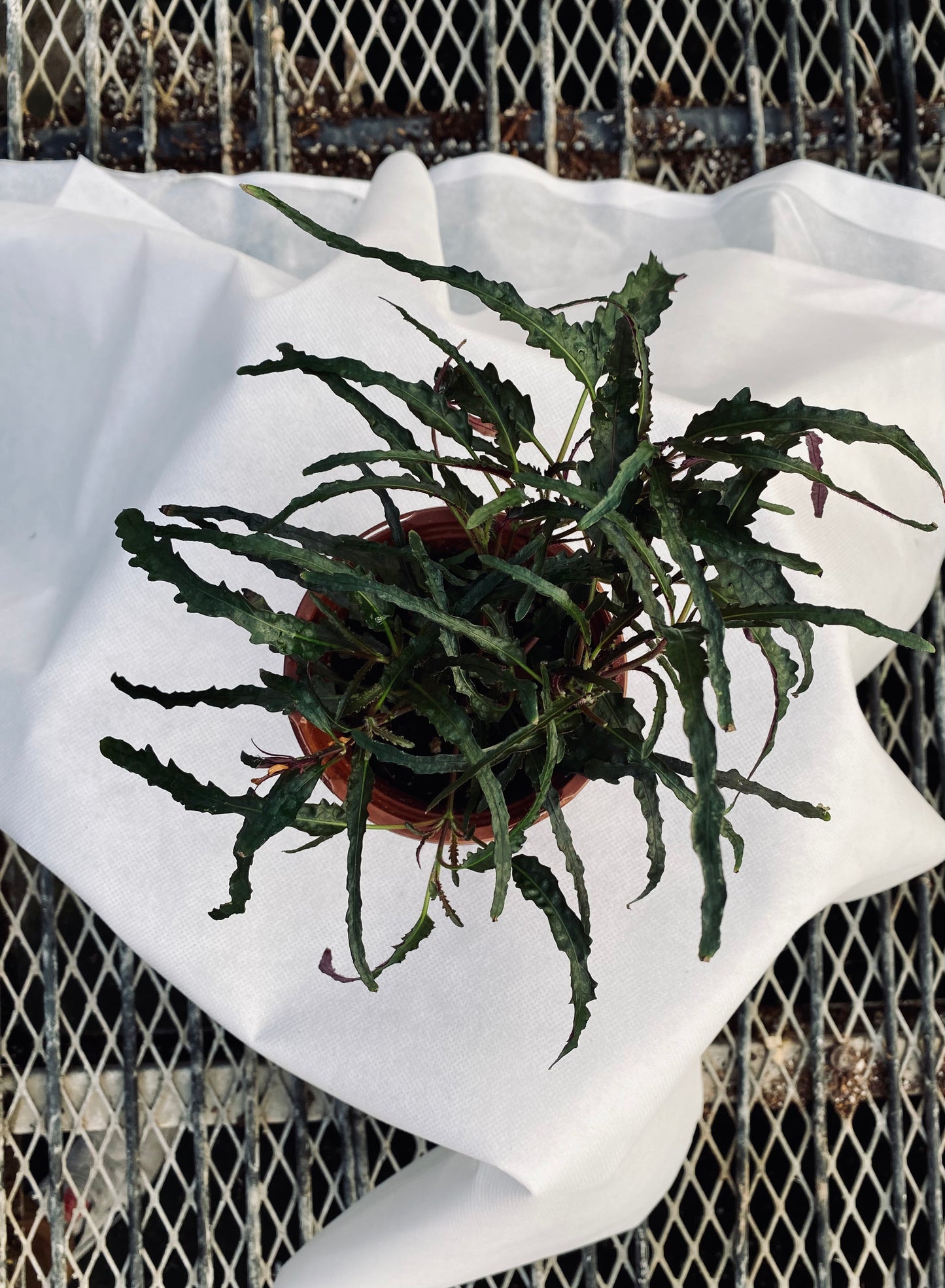 Waffle Plant -- Strobilanthes alternata