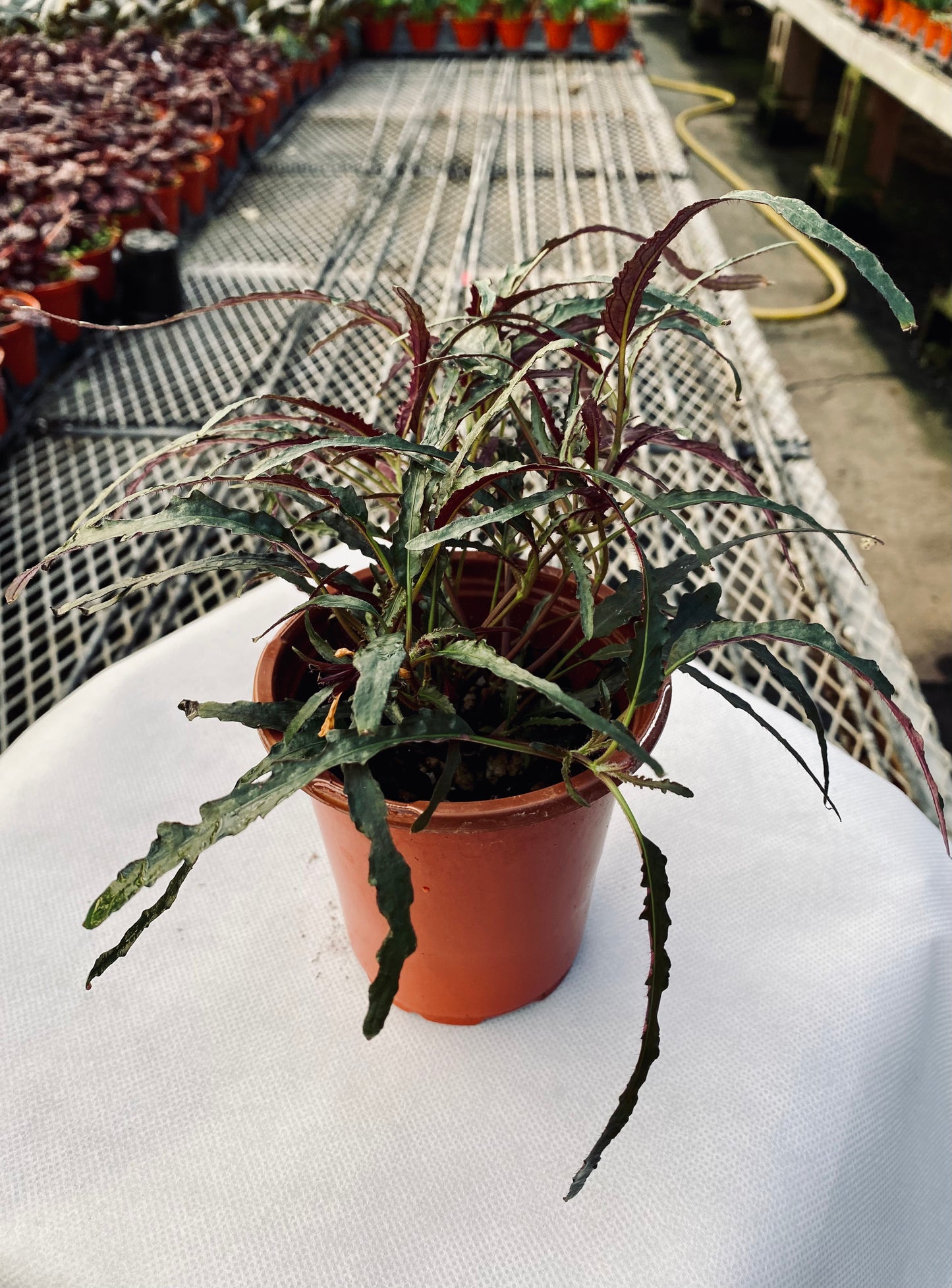 Waffle Plant -- Strobilanthes alternata