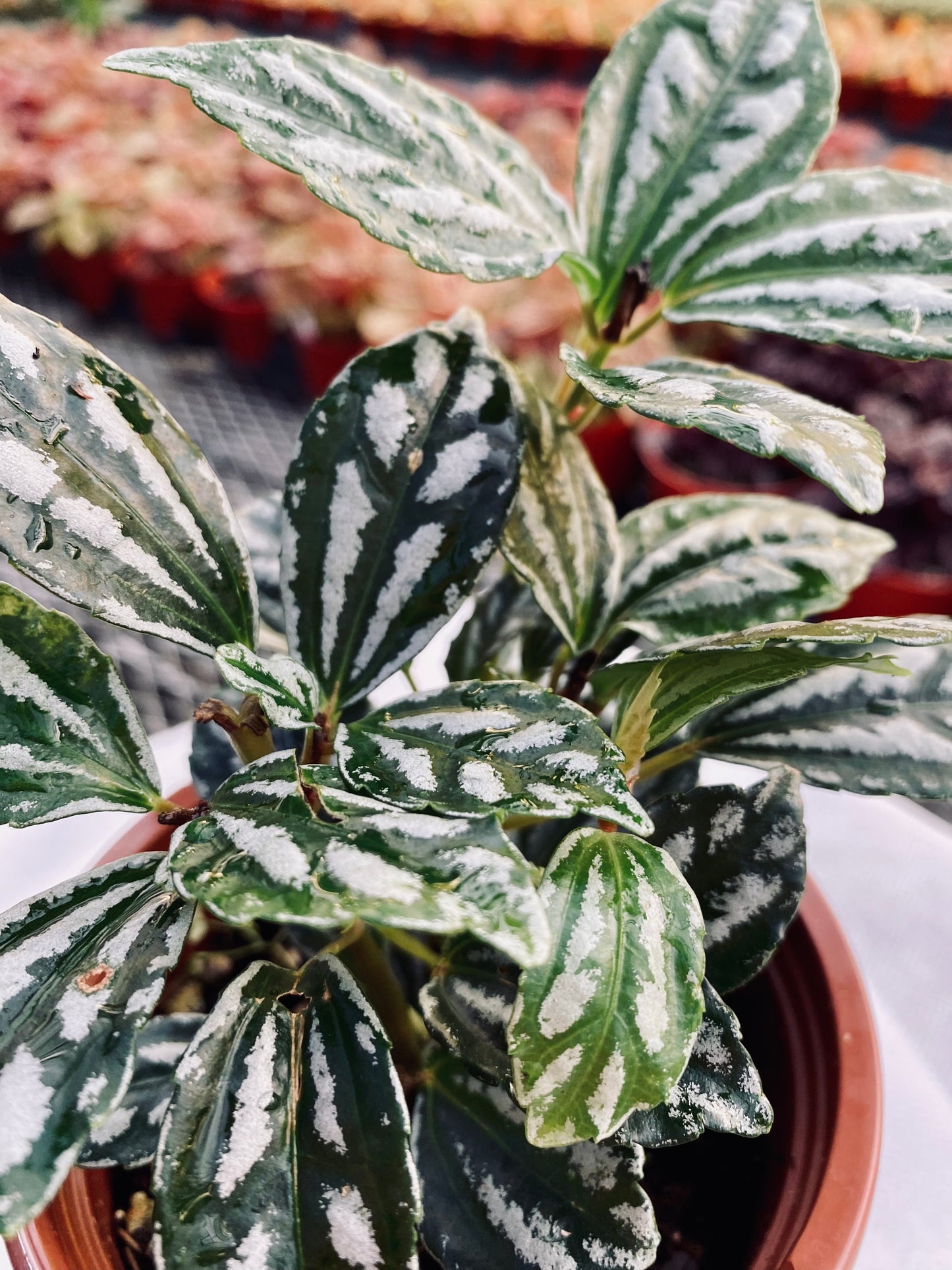 Aluminum Plant -- Pilea cadierei