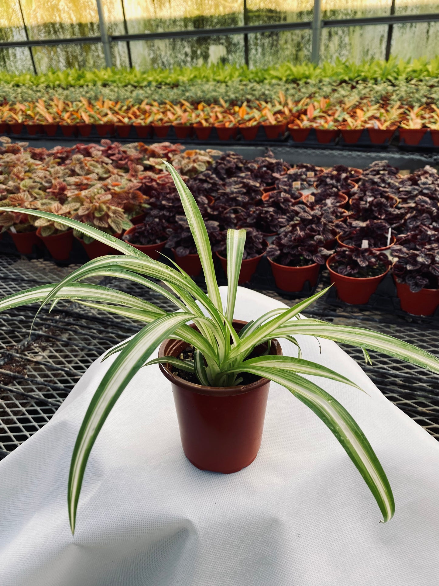 Spider Plant -- Chlorophytum comosum