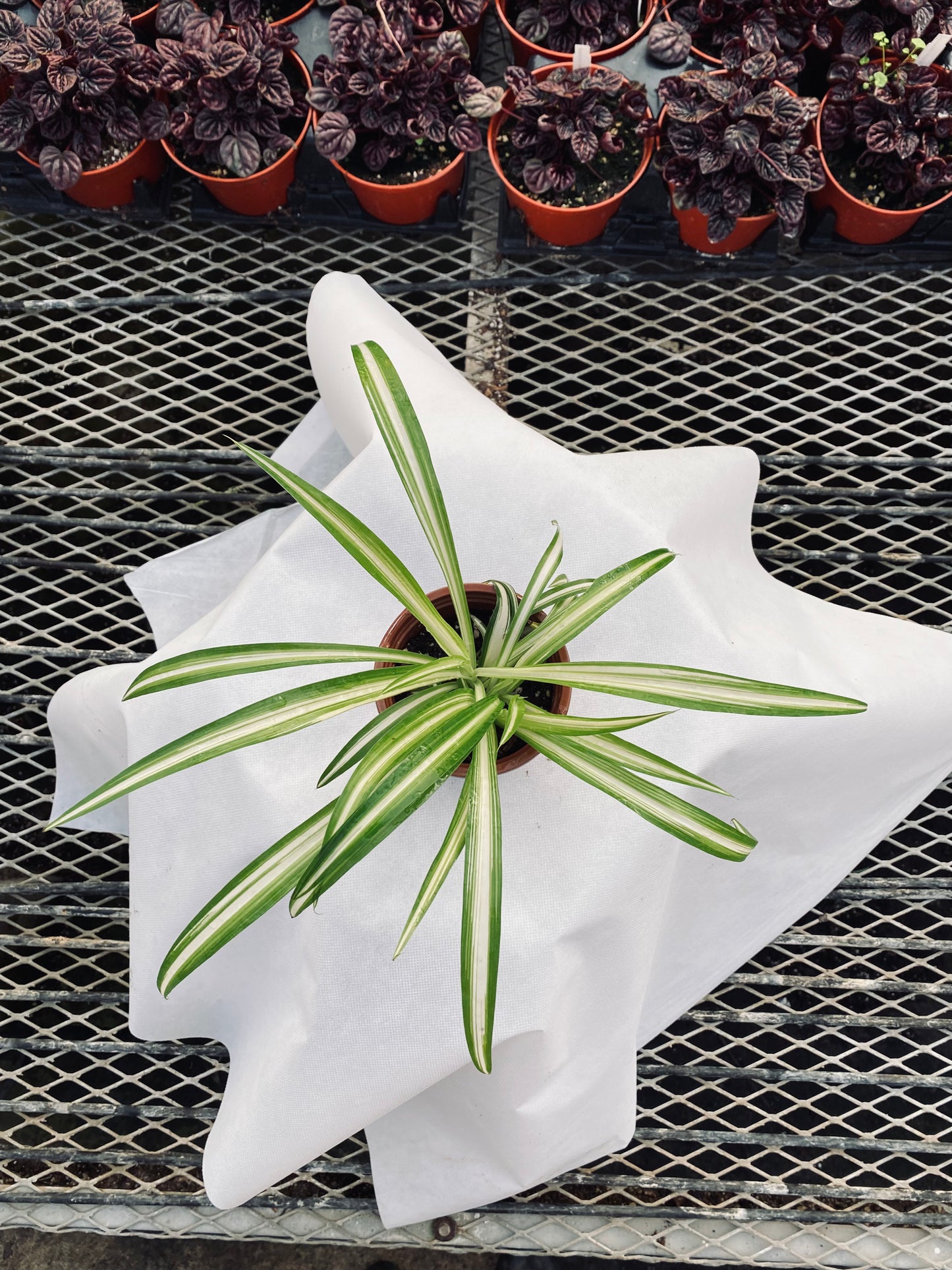 Spider Plant -- Chlorophytum comosum