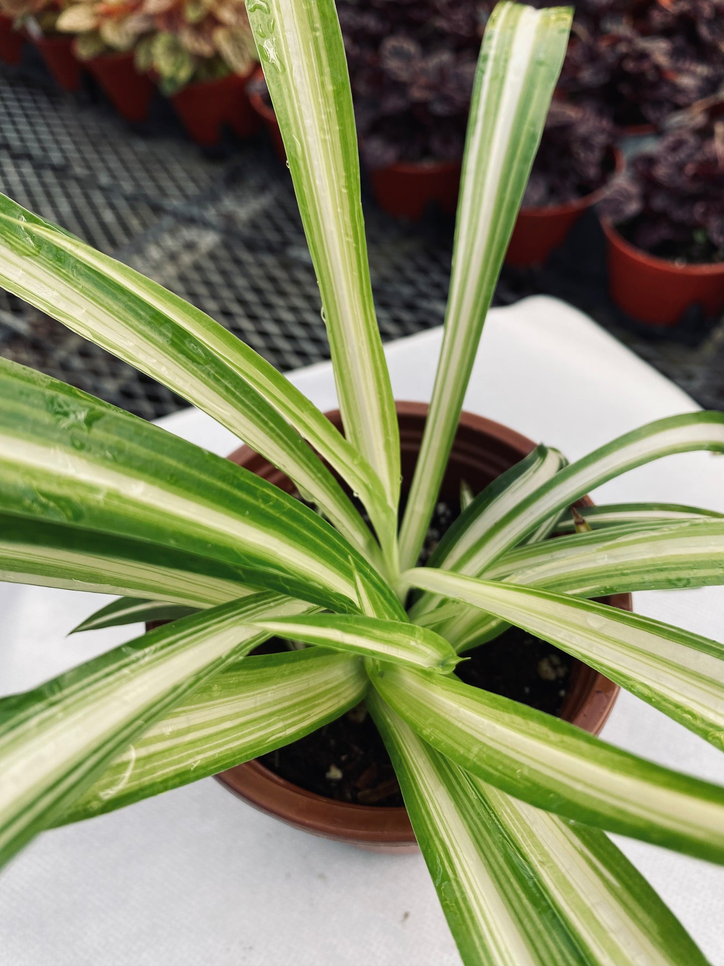 Spider Plant -- Chlorophytum comosum