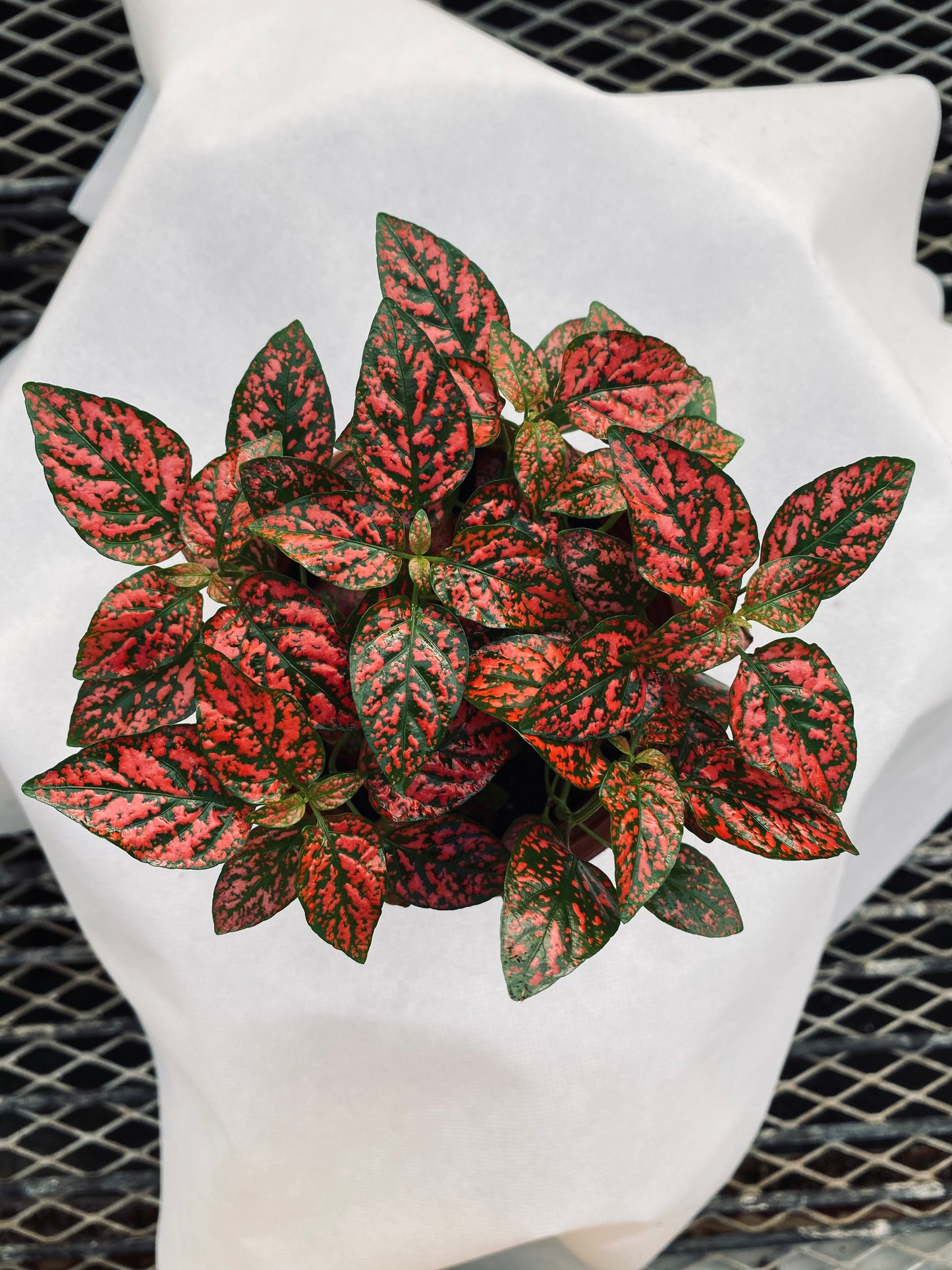 Polka Dot Plant--Hypoestes phyllostachya