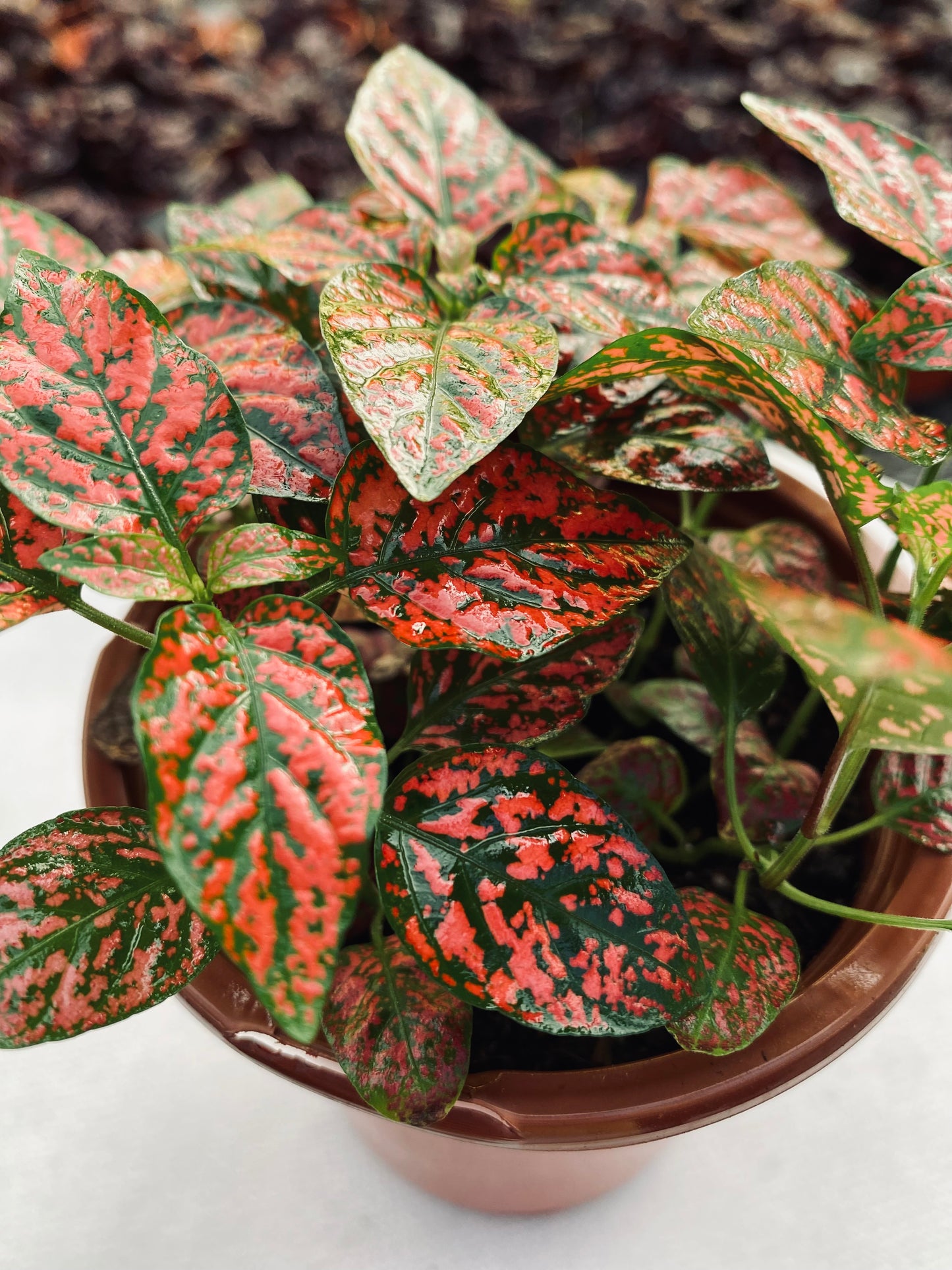 Polka Dot Plant--Hypoestes phyllostachya