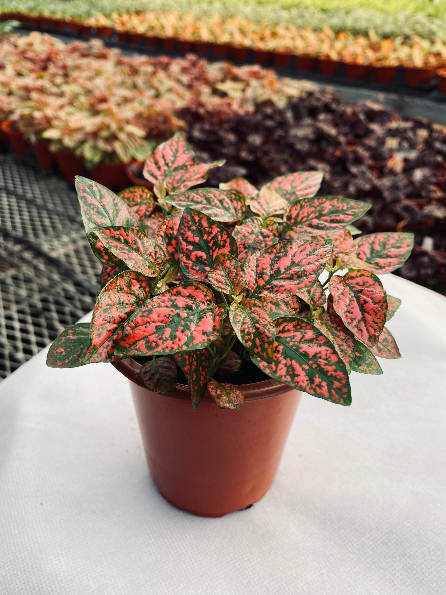 Polka Dot Plant--Hypoestes phyllostachya