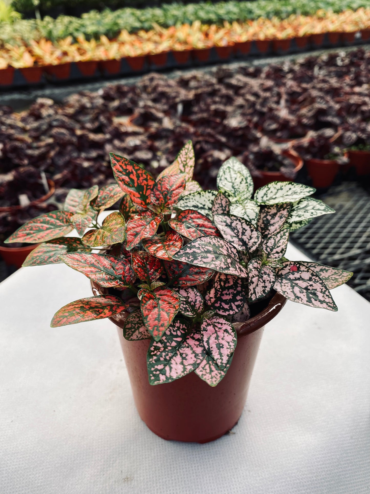 Polka Dot Plant--Hypoestes phyllostachya