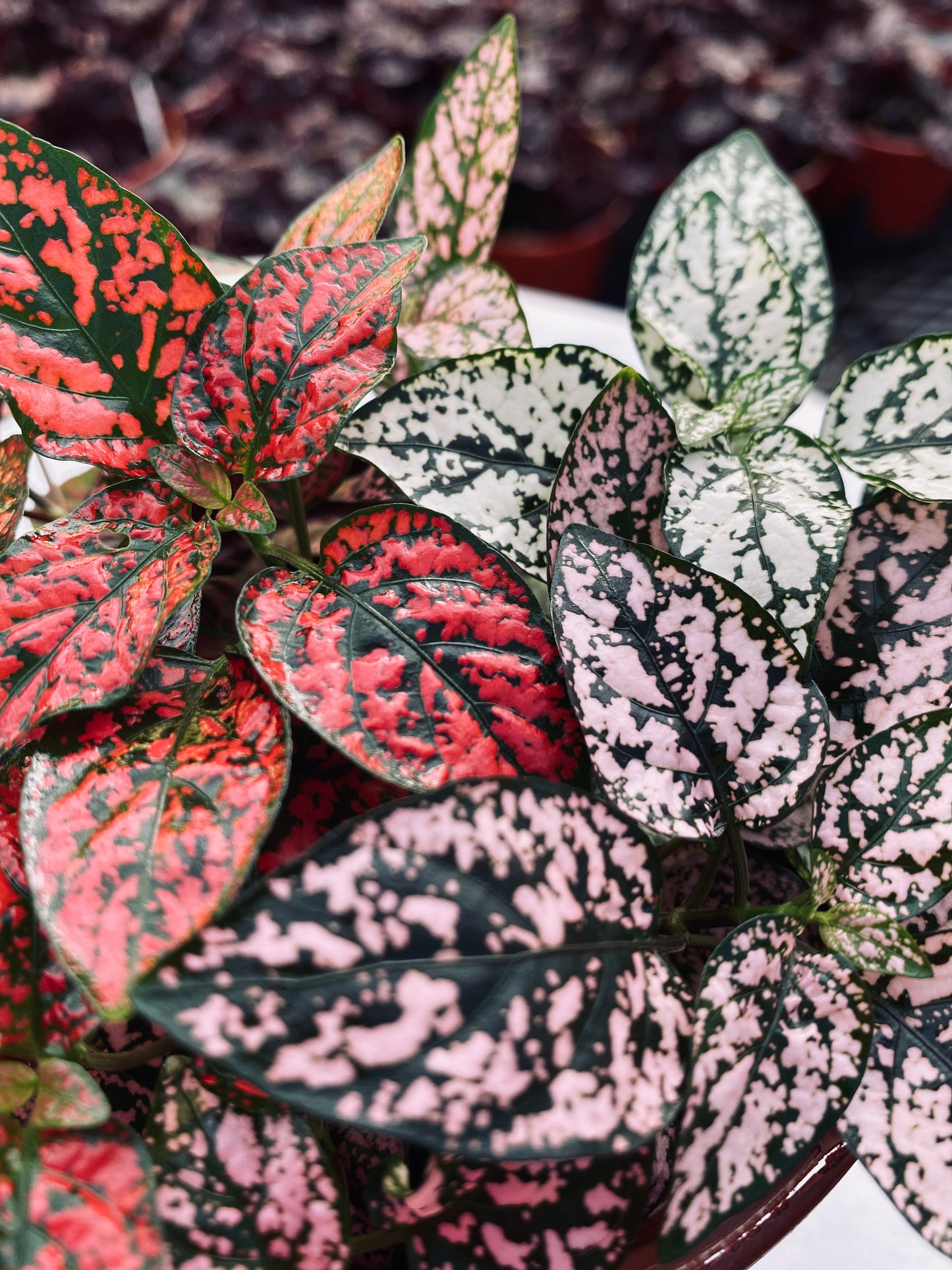 Polka Dot Plant--Hypoestes phyllostachya