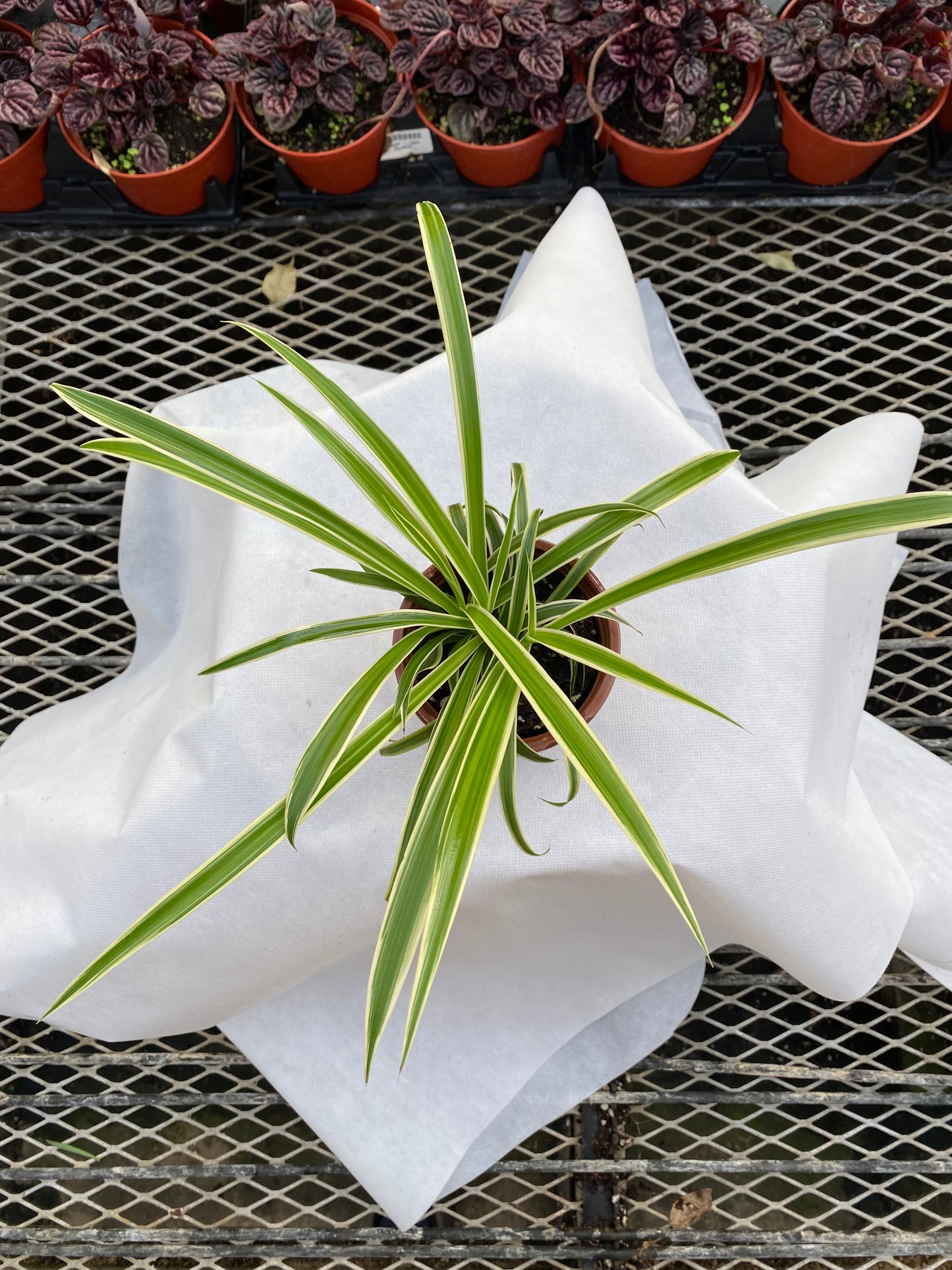 Spider Plant -- Chlorophytum comosum