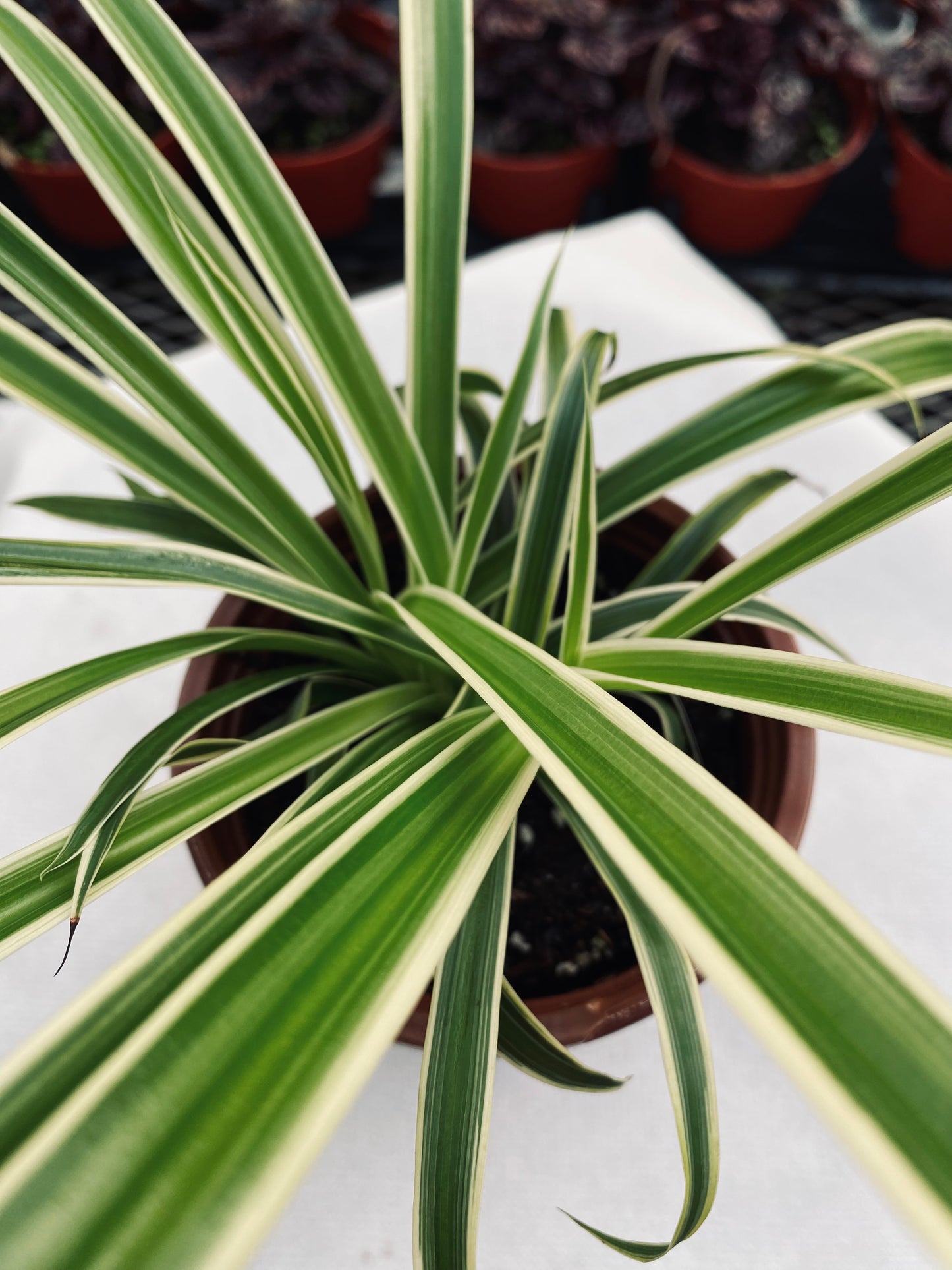 Spider Plant -- Chlorophytum comosum