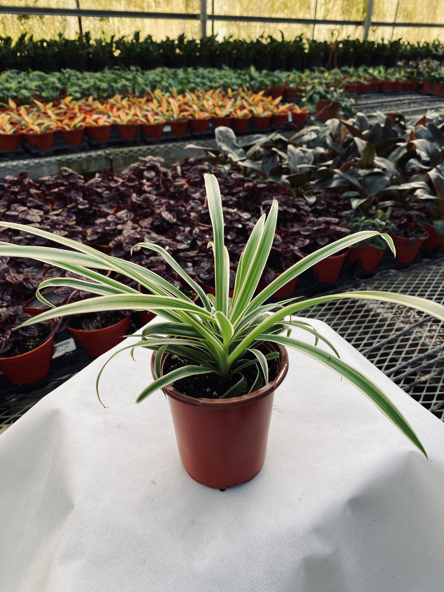 Spider Plant -- Chlorophytum comosum