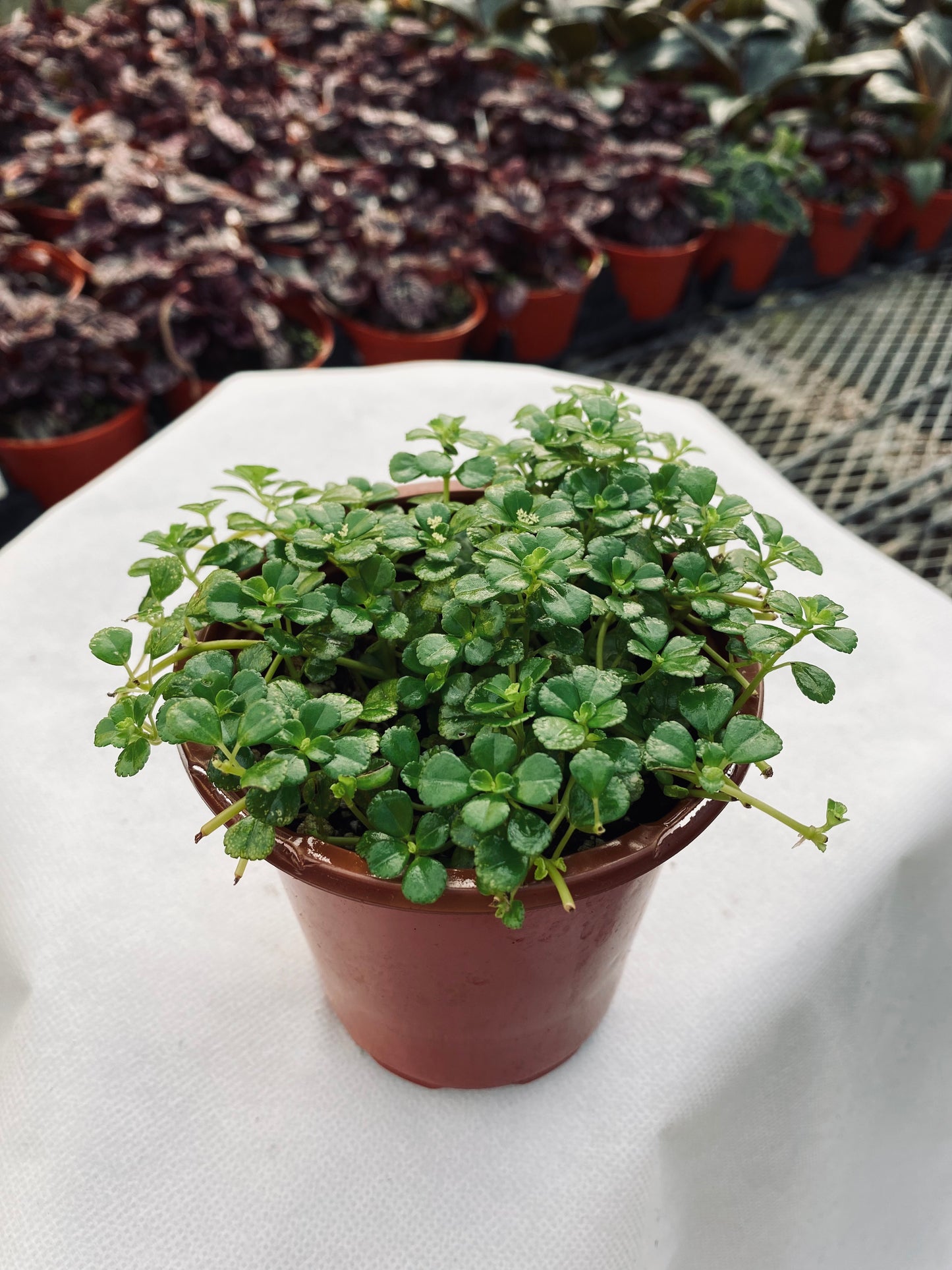 Baby's Tears -- Pilea depressa