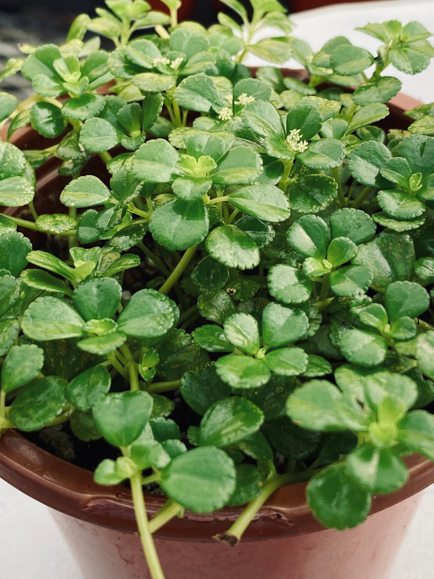 Baby's Tears -- Pilea depressa