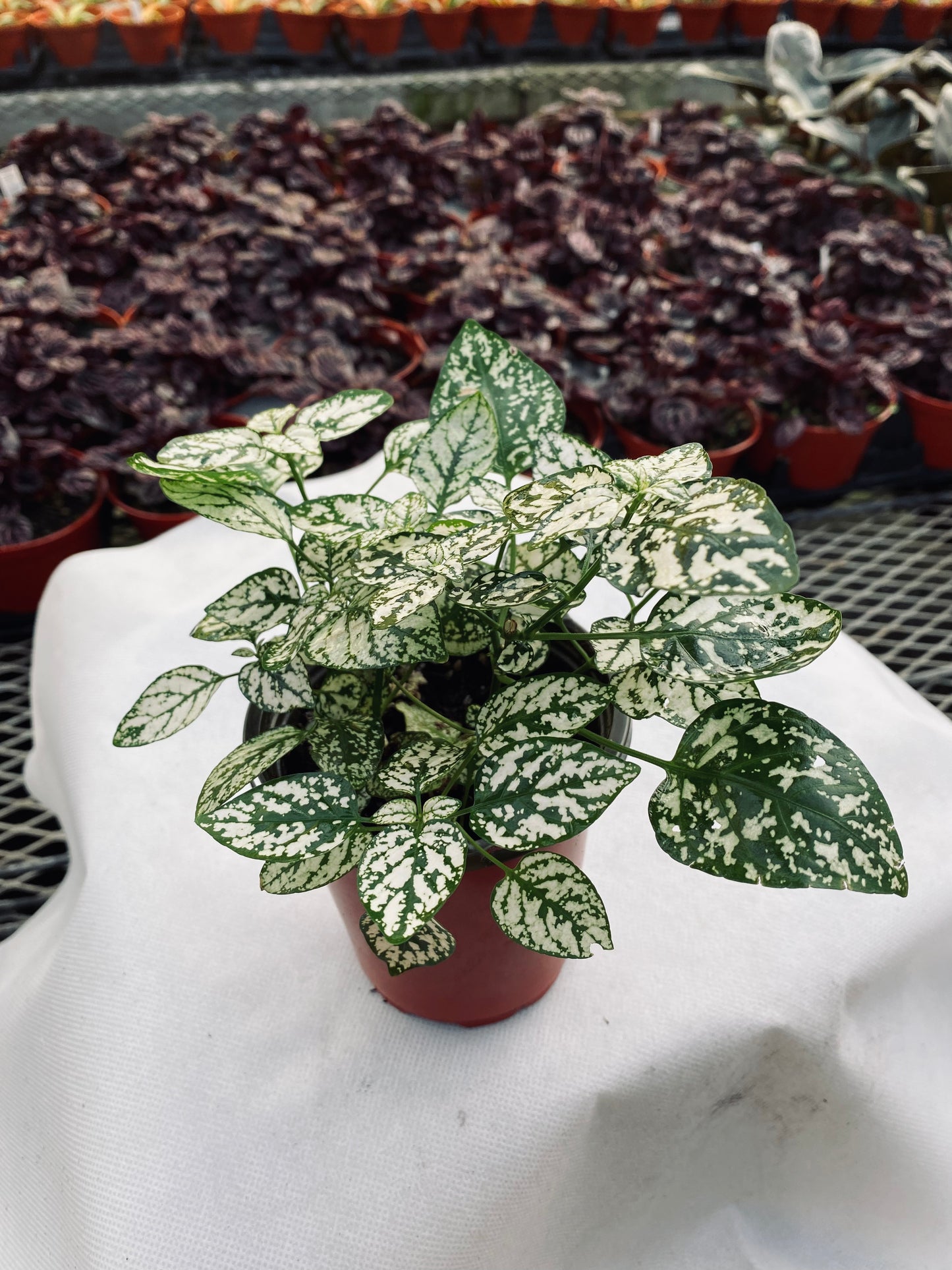 Polka Dot Plant--Hypoestes phyllostachya